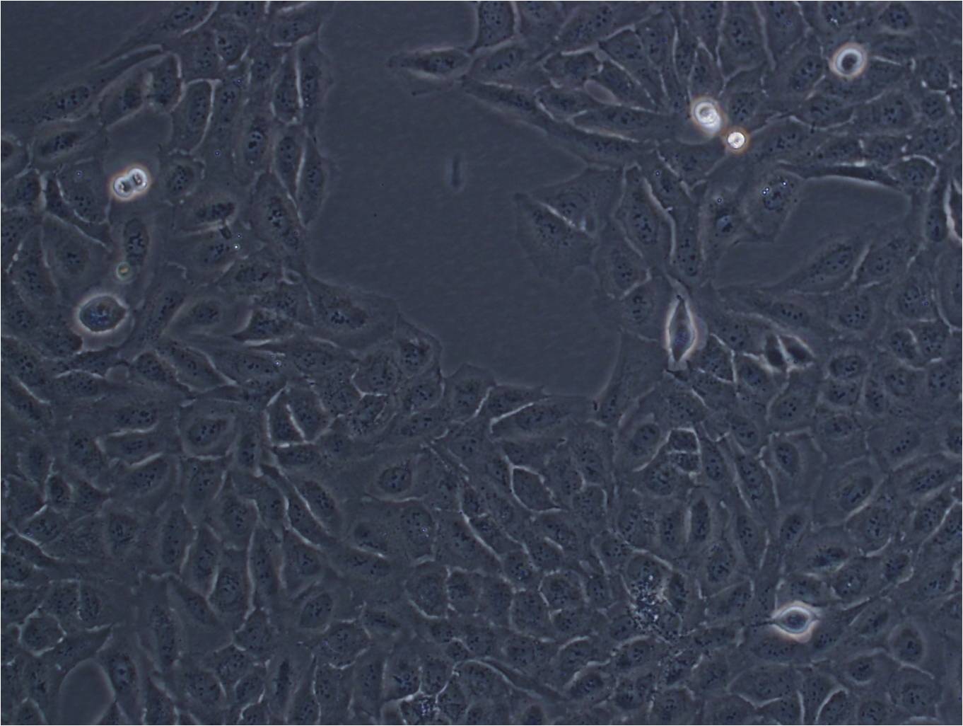 A-673 Cell:人横纹肌肉瘤细胞系,A-673 Cell