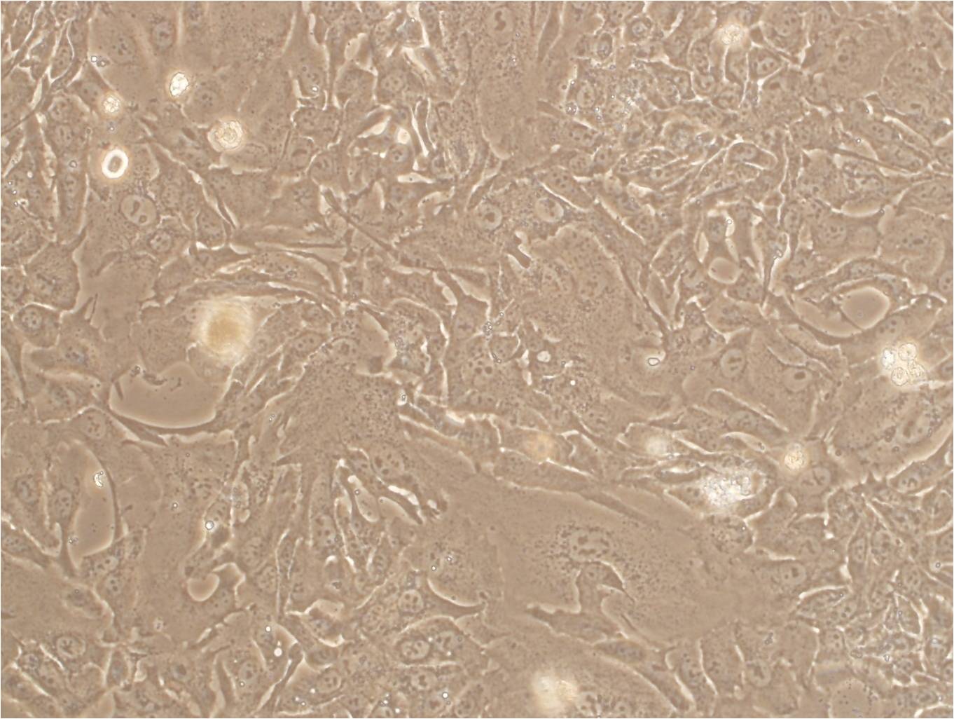 RD Cell:人恶性胚胎横纹肌瘤细胞系,RD Cell