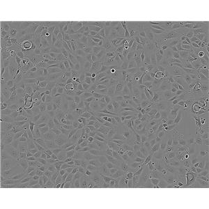 A-10 Cell:大鼠主动脉细胞系