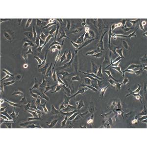 AC29 Cell:小鼠恶性间皮瘤细胞系