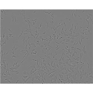 NCI-H1437 Cell:人非小细胞肺癌细胞系,NCI-H1437 Cell