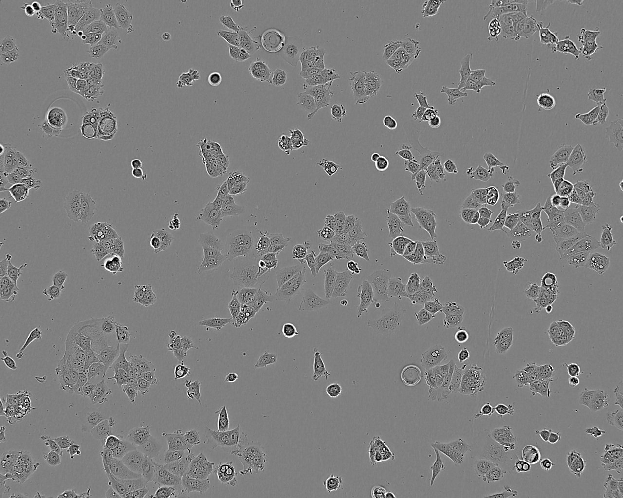 HCEC-12 Cell:人角膜内皮细胞系,HCEC-12 Cell