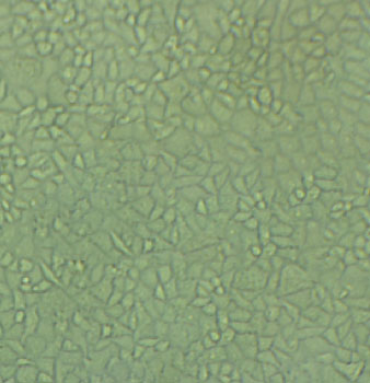 MC3T3 Cell:小鼠前成骨细胞系,MC3T3 Cell