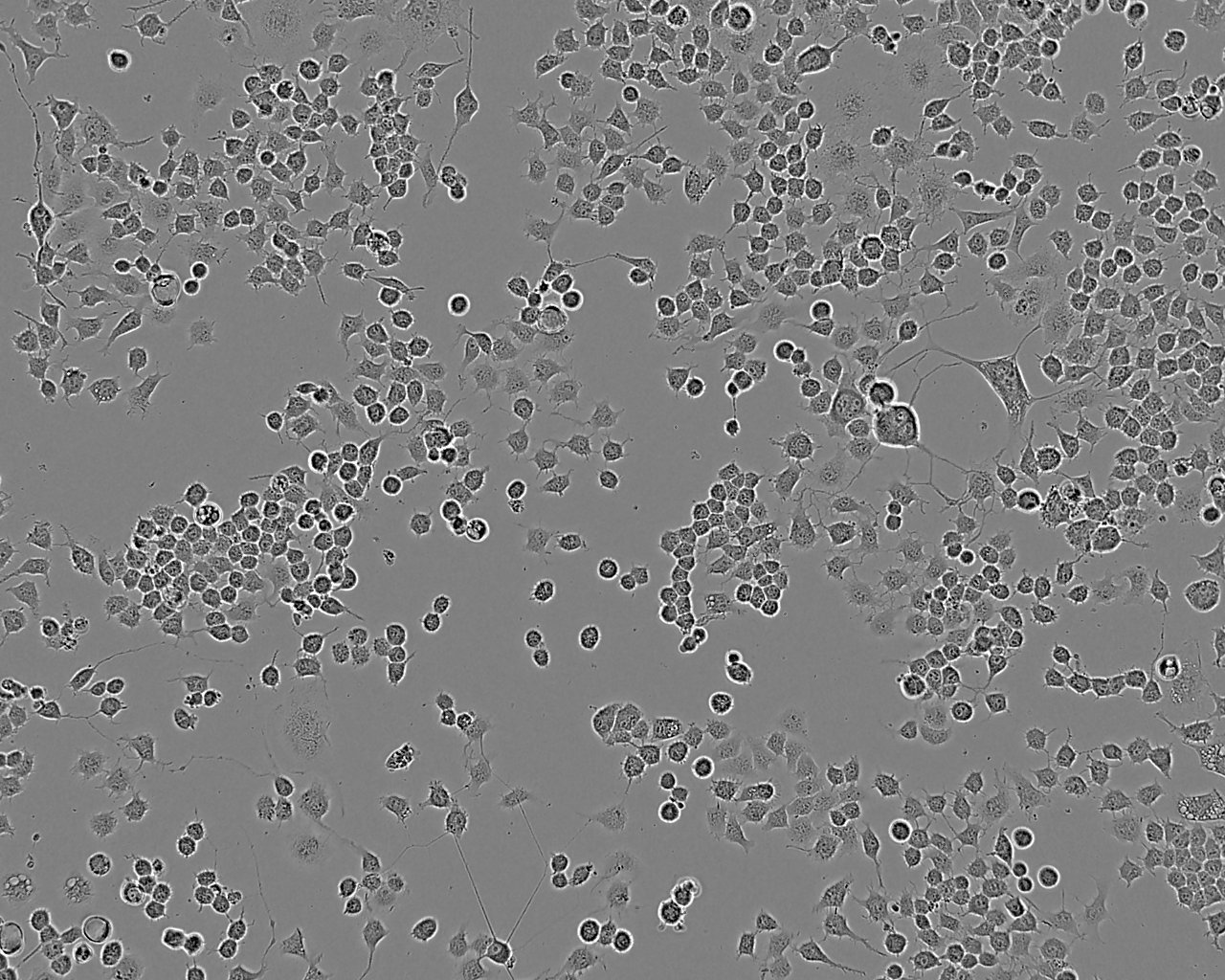 SVEC4-10 Cell:小鼠淋巴結(jié)血管上皮樣細(xì)胞系,SVEC4-10 Cell