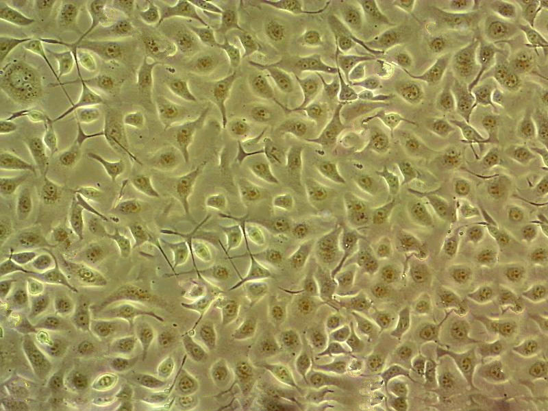 MMAc-SF Cell:黑色素瘤细胞系,MMAc-SF Cell