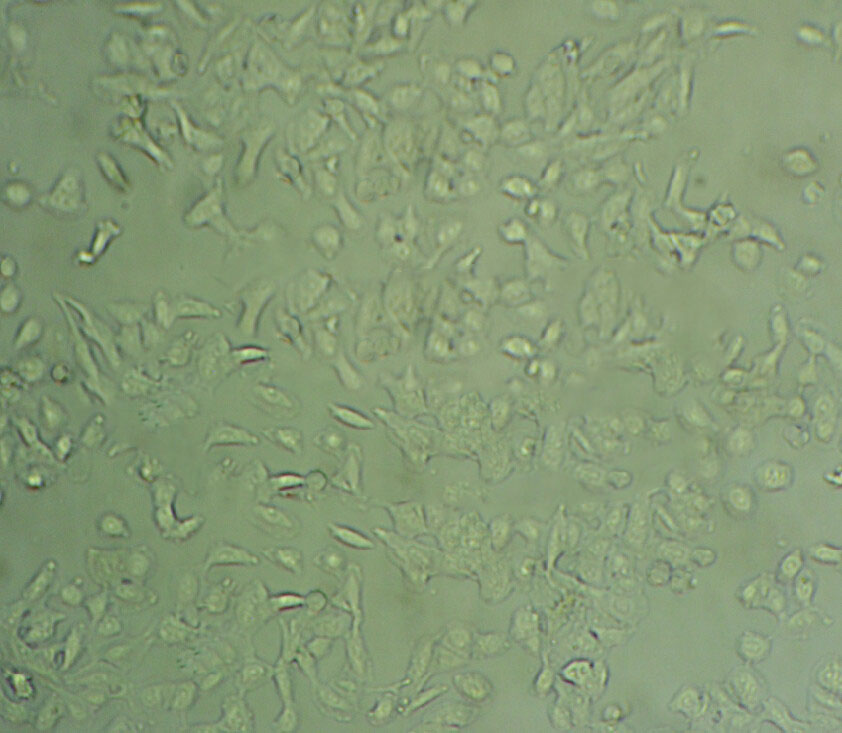 8505C Cell:人甲狀腺癌細胞系,8505C Cell