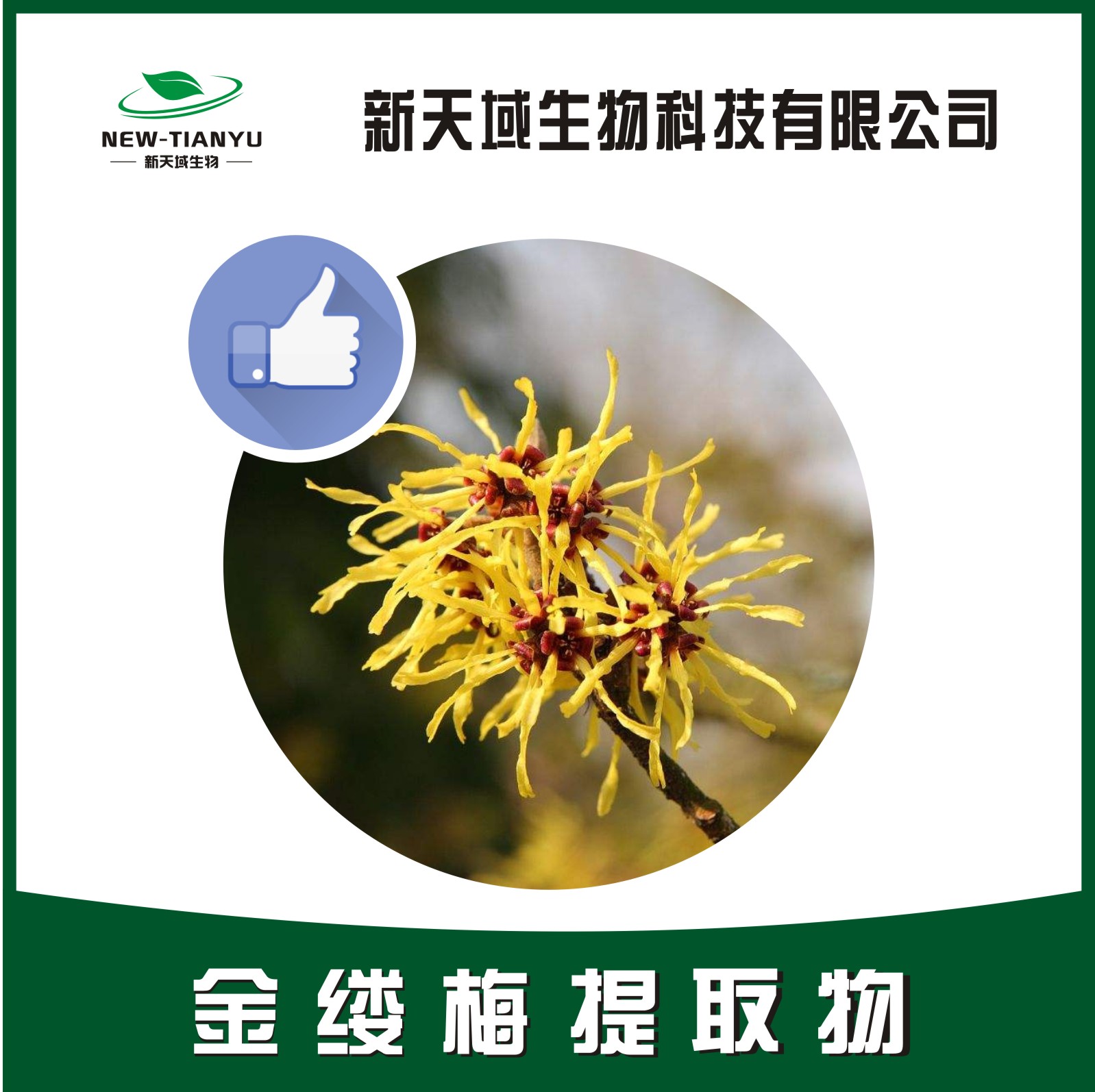 金缕梅提取物,Hamamelis extract