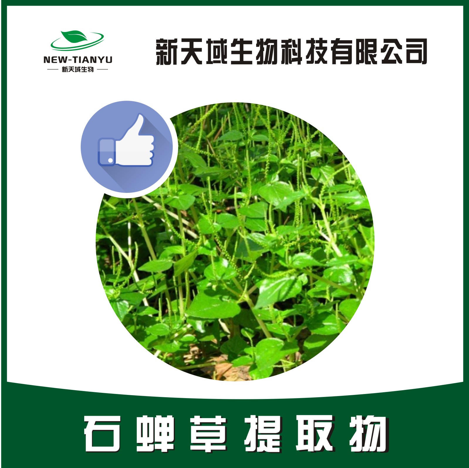 石蟬草提取物,Herb of Dindygulen Peperomia