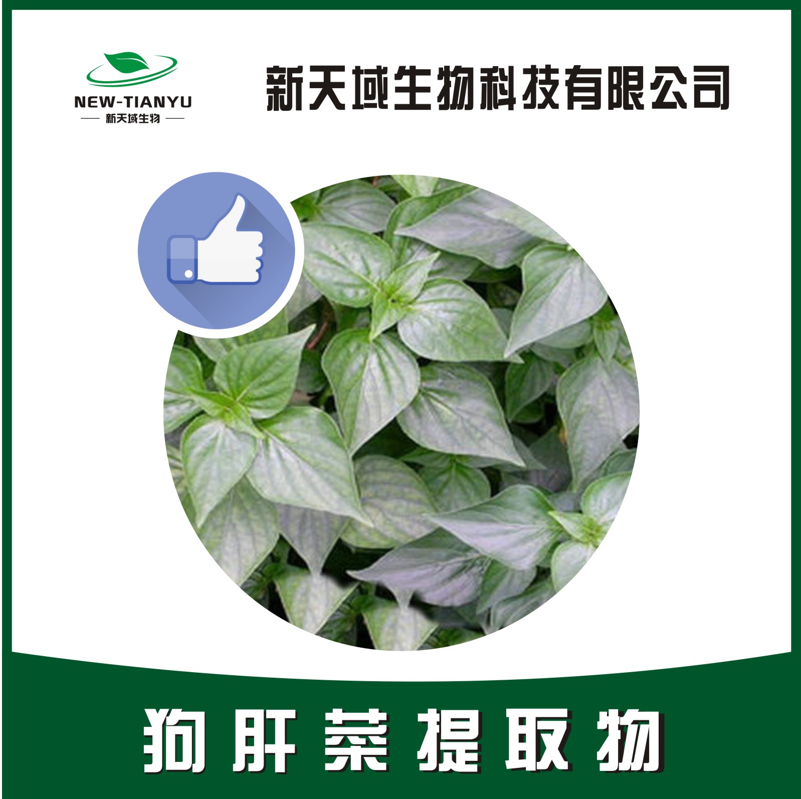 狗肝菜提取物,Herba Dicliptera chinensis。