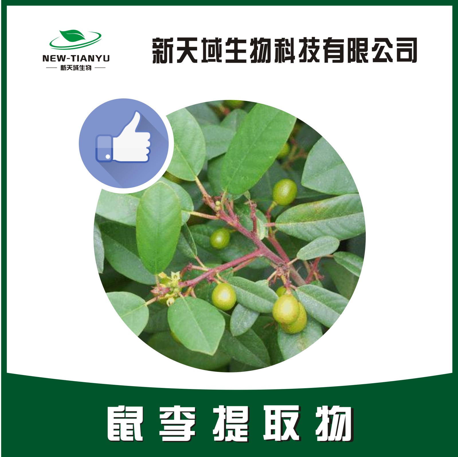 鼠李提取物,Fruit of Davurian Buckthorn