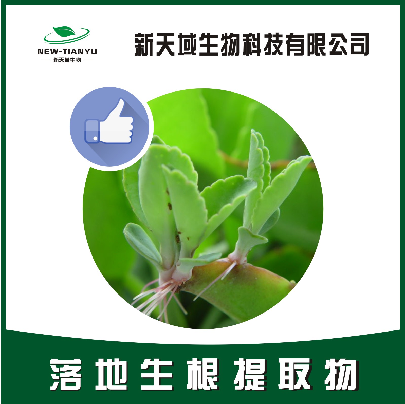 落地生根提取物,Herb of Air-plant,Herb of Life-plant, Herb of Floppers, Air Plant Herb