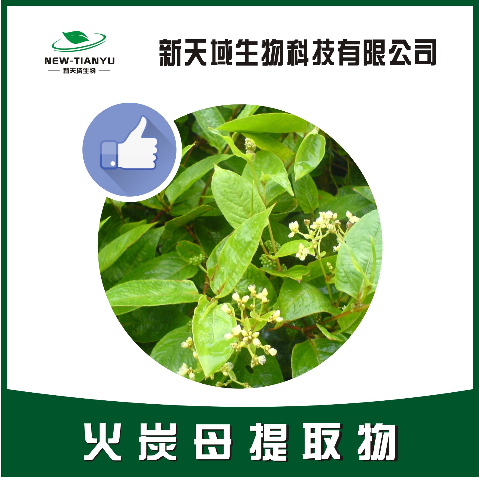 火炭母提取物,Herba Polygoni Chinensis。