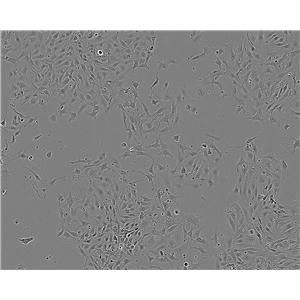 Hs 695T Cell:人黑色素瘤细胞系,Hs 695T Cell