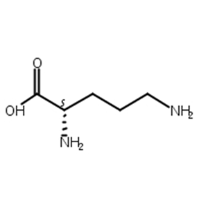 鸟氨酸,L-Ornithine
