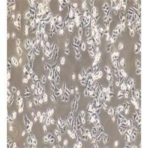 人肺癌细胞；NCI-H838
