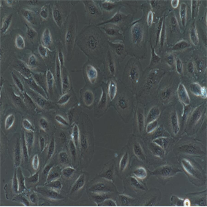 人结肠癌细胞；NCI-H508