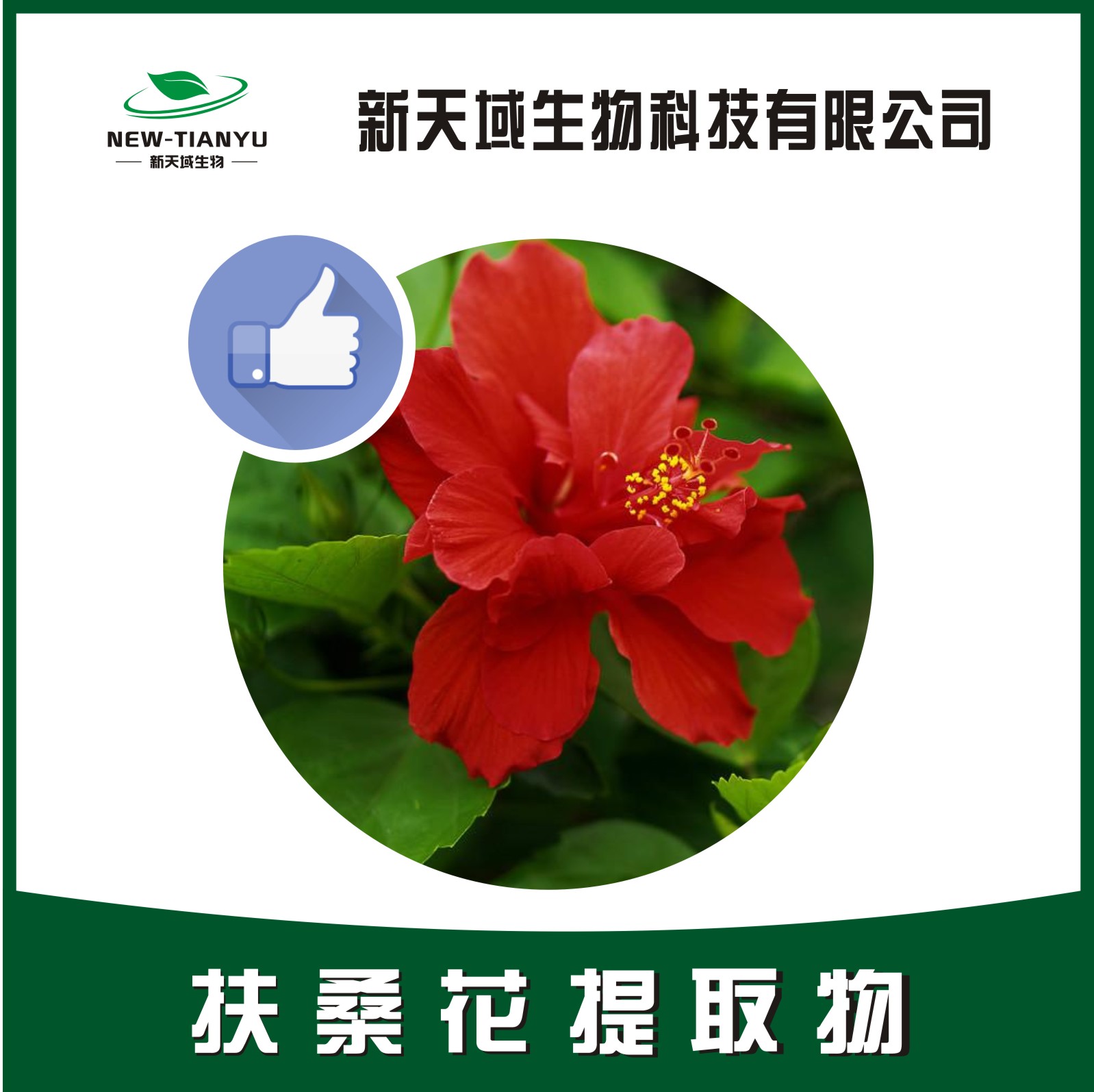 扶桑花提取物,Flowr Hibisci Rosae-Sinensis。