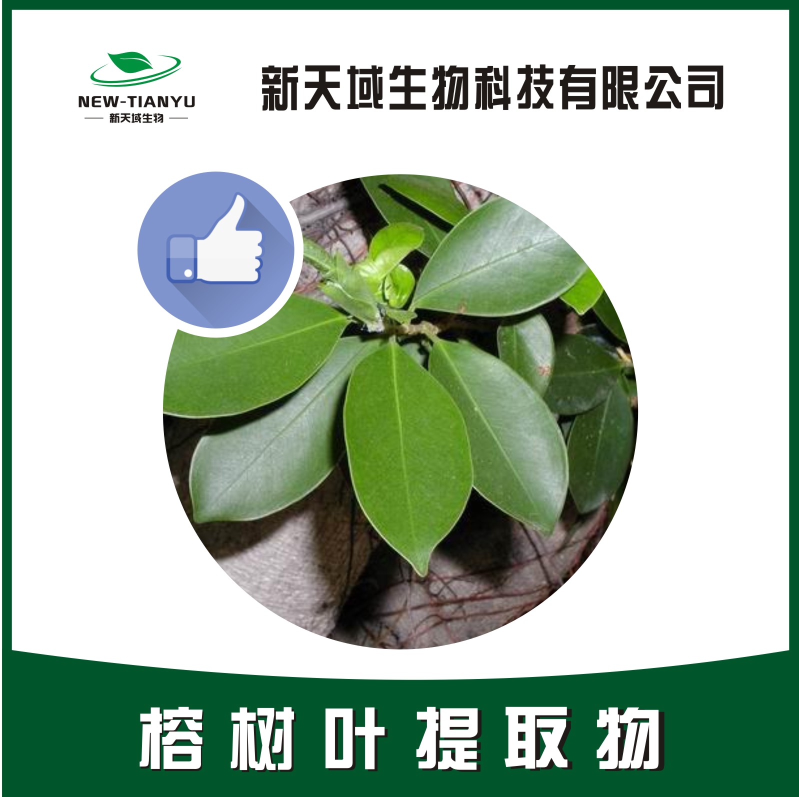 榕树叶提取物,Folium Fici Microcarpae。