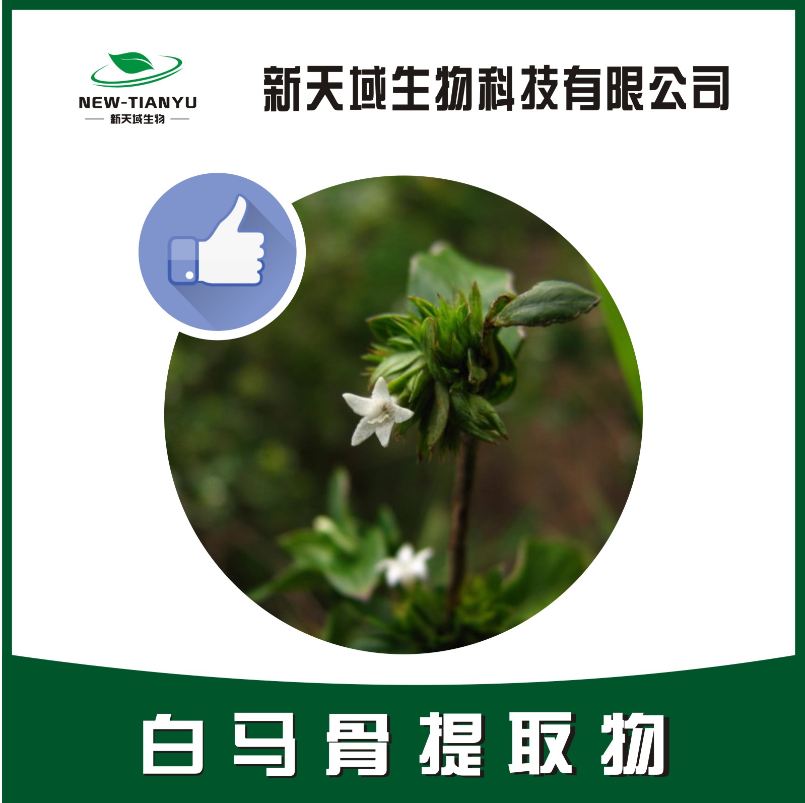 白馬骨提取物,Root Of Snow Of June。