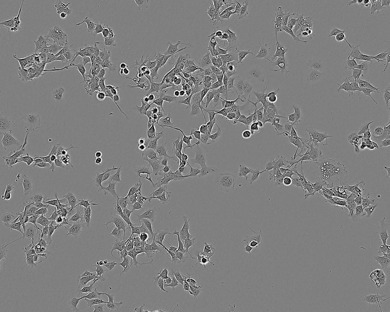 MDCK Cell:犬腎細胞系,MDCK Cell