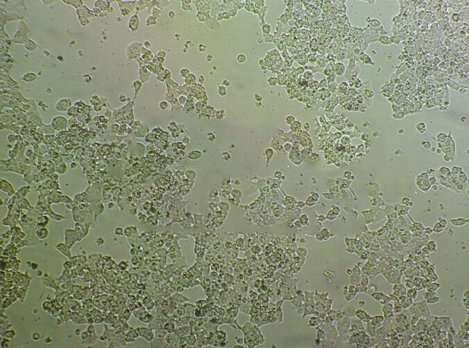 Panc02 Cell:小鼠胰腺癌细胞系,Panc02 Cell