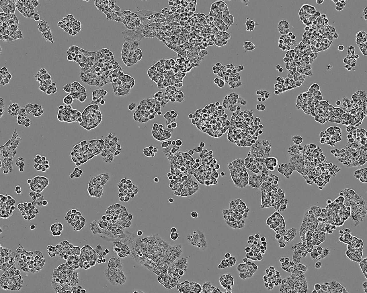 SCL-I Cell:人皮肤磷癌细胞系,SCL-I Cell