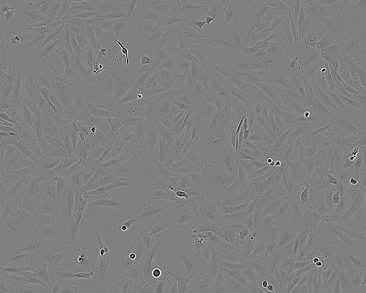 Lec1 Cell:仓鼠卵巢细胞系,Lec1 Cell