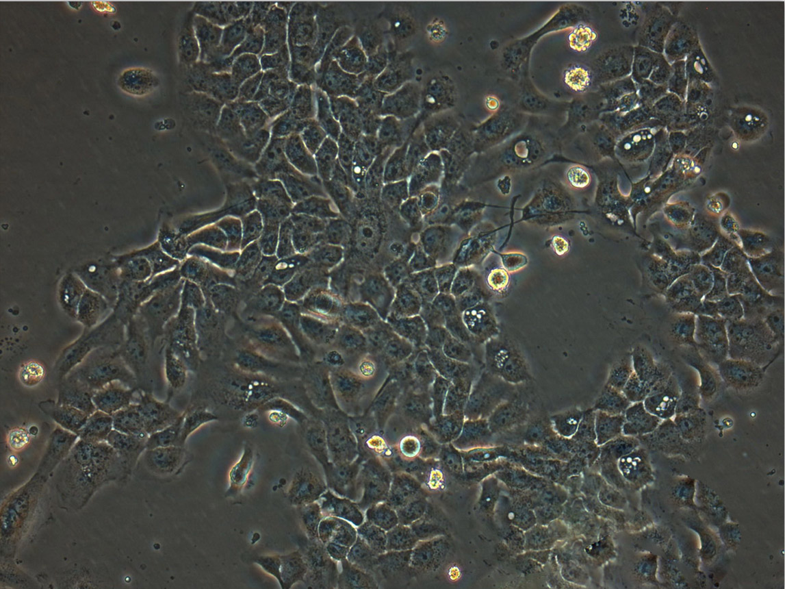RF/6A Cell:猴脉络膜-视网膜(内皮)细胞系,RF/6A Cell