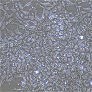 Caco-2 Cell:人结直肠腺癌细胞系