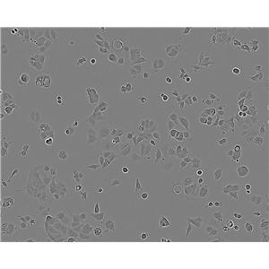 LLC-MK2 Cell:恒河猴肾细胞系