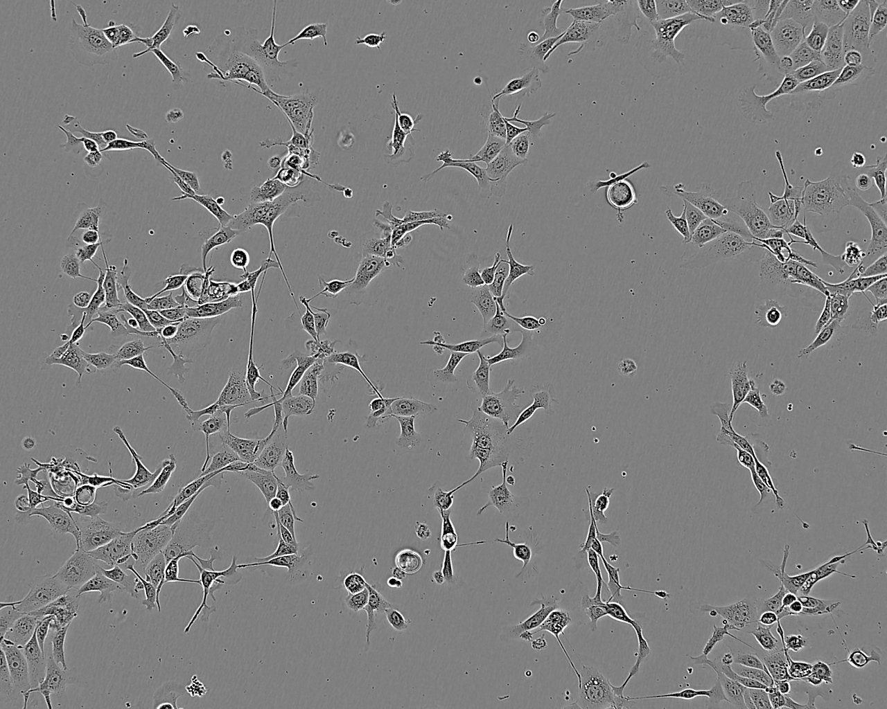 NCI-H735 Cell:人肺癌細(xì)胞系,NCI-H735 Cell