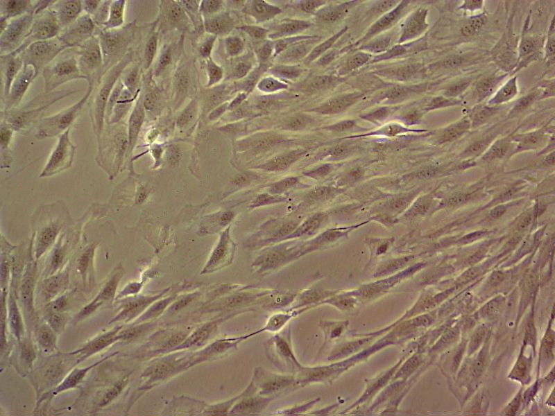 A7r5 Cell:大鼠主动脉平滑肌细胞系,A7r5 Cell