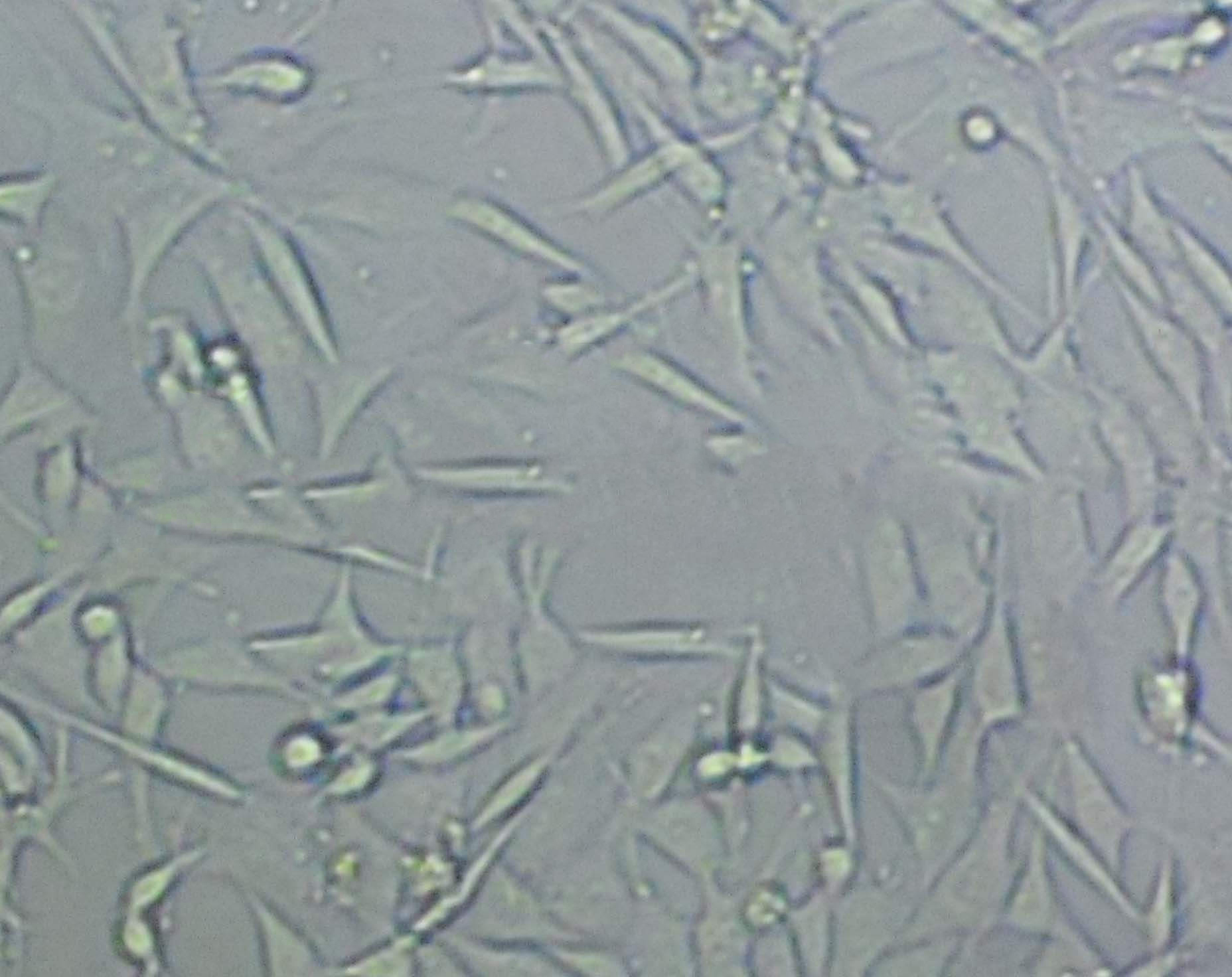 HFF-1 Cell:人包皮成纤维细胞系,HFF-1 Cell