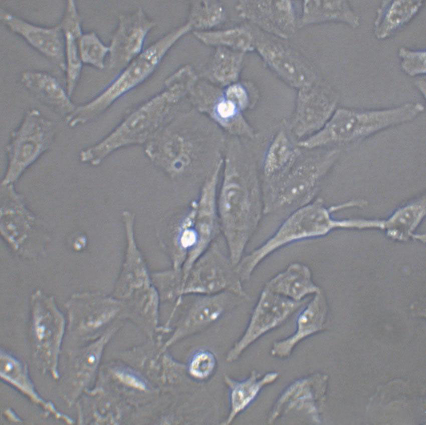 FAK+/+ Cell:小鼠成纤维细胞系,FAK+/+ Cell