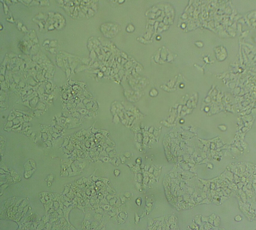 SMC-1 Cell:人胸膜间皮瘤细胞系,SMC-1 Cell