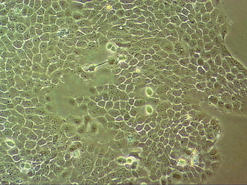 IPEC-J2 Cell:猪小肠上皮细胞系,IPEC-J2 Cell