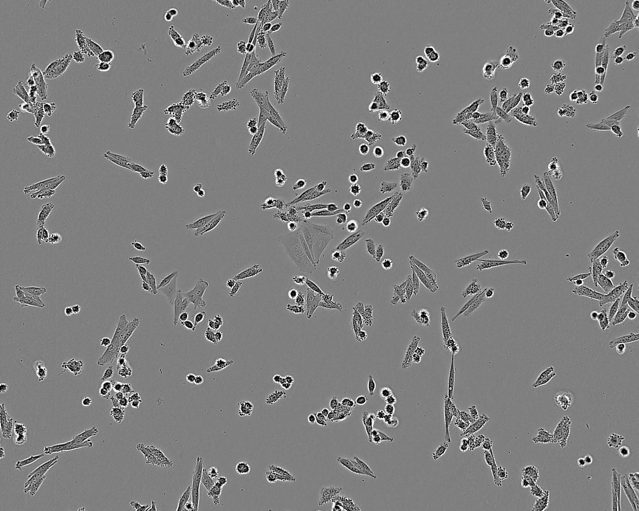 MIHA Cell:正常人肝细胞系,MIHA Cell