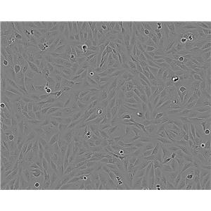 BHK-21 Cell:仓鼠肾成纤维细胞系