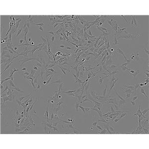 HLF Cell:人肺成纤维样细胞系