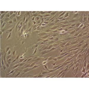 A7r5 Cell:大鼠主动脉平滑肌细胞系