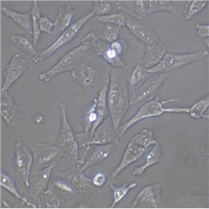 FAK+/+ Cell:小鼠成纤维细胞系
