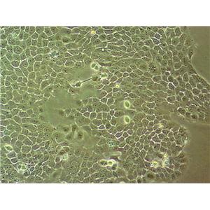 IPEC-J2 Cell:猪小肠上皮细胞系