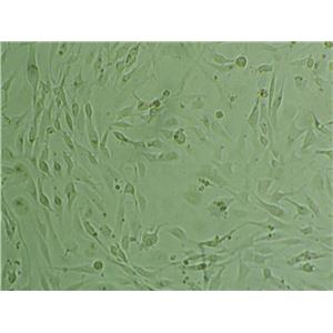 BSC40 Cell:非洲绿猴肾细胞系