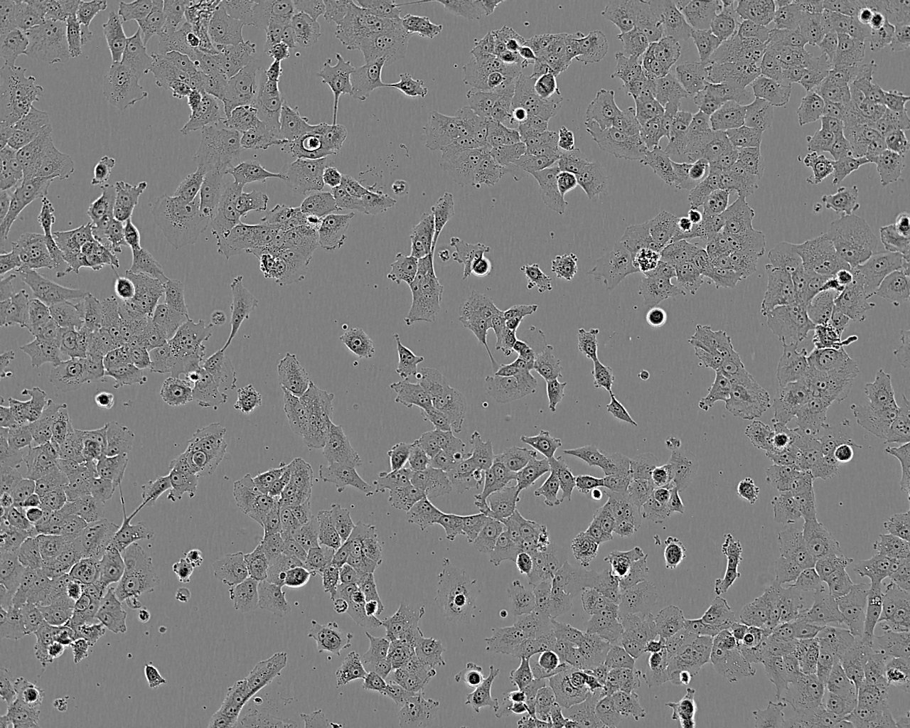 MSTO-211H epithelioid cells人肺癌细胞系,MSTO-211H epithelioid cells