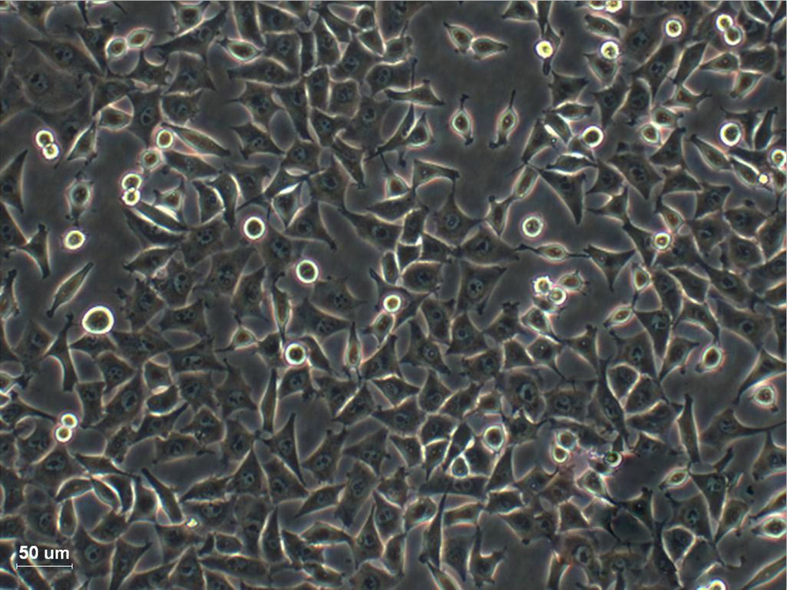 MHCC97-L epithelioid cells低转移人肝癌细胞系,MHCC97-L epithelioid cells