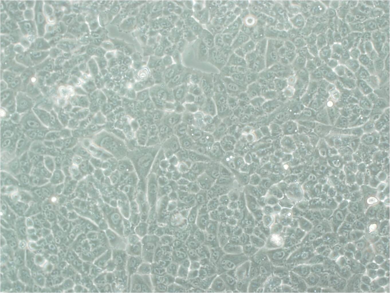 SH-SY5Y epithelioid cells人神经母细胞瘤细胞系,SH-SY5Y epithelioid cells