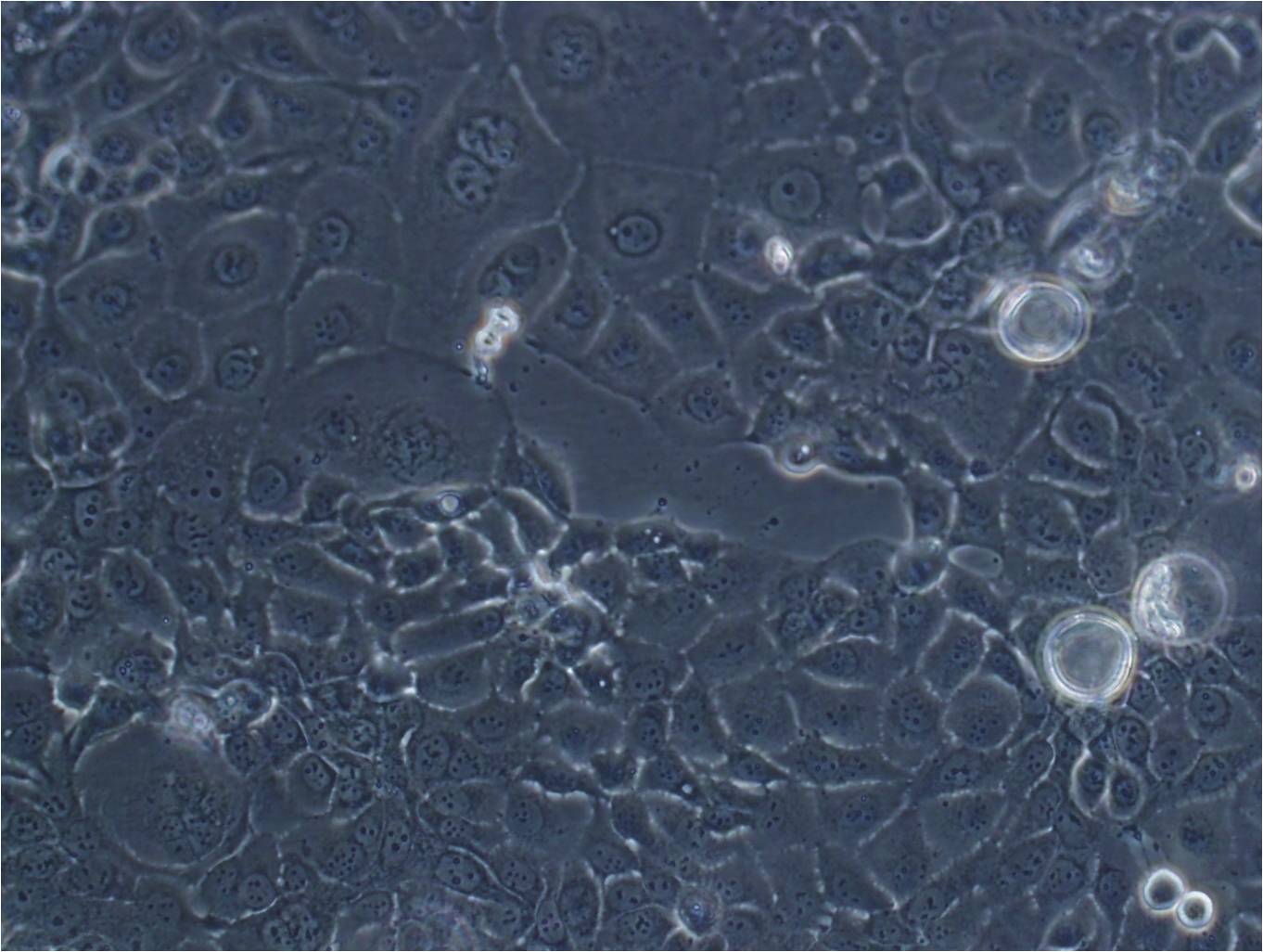 WM266-4 epithelioid cells人黑素瘤细胞系,WM266-4 epithelioid cells