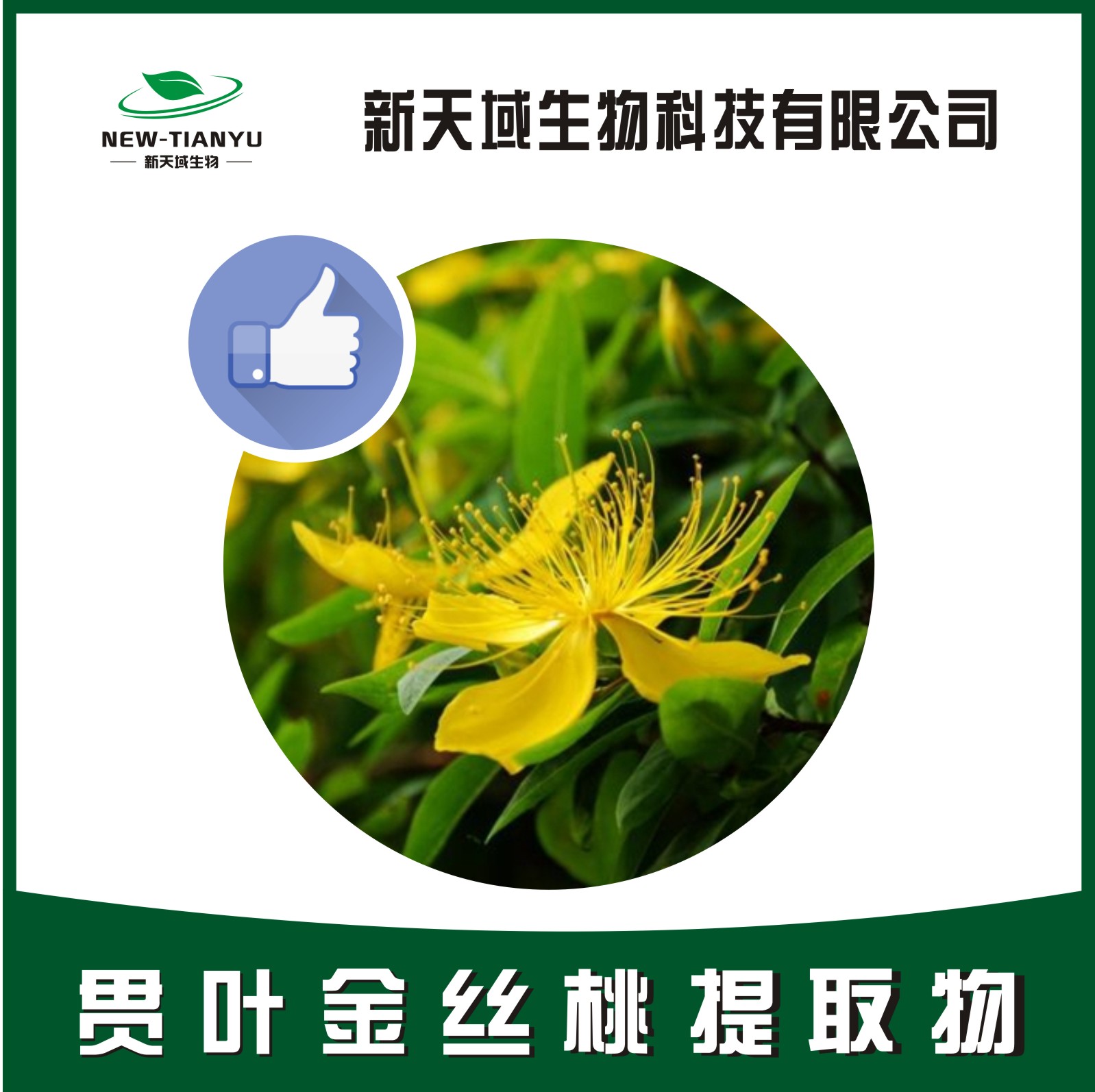 贯叶金丝桃提取物,Hyperici Perforati Herba。