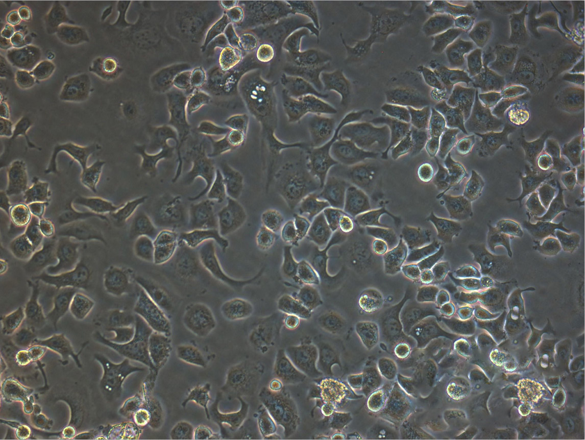 Ca Ski epithelioid cells人宫颈癌肠转移细胞系,Ca Ski epithelioid cells