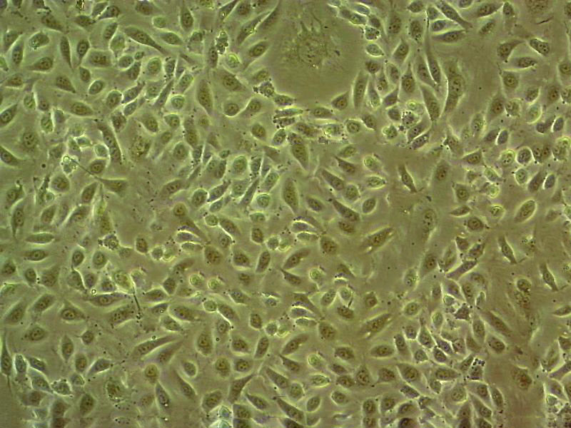 PK-13 epithelioid cells猪肾细胞系,PK-13 epithelioid cells